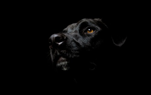 dogs2_0653.jpg
