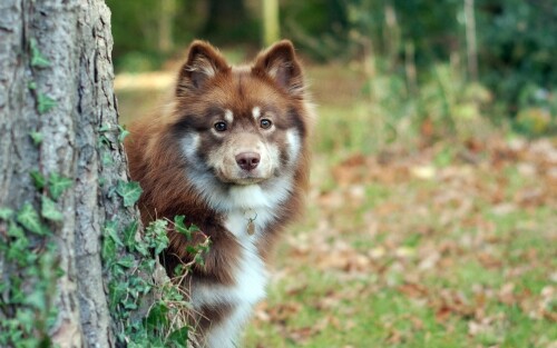 dogs2_0660.jpg