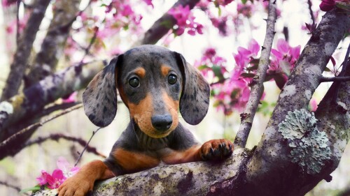 dogs2_0665.jpg