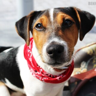dogs2_0670