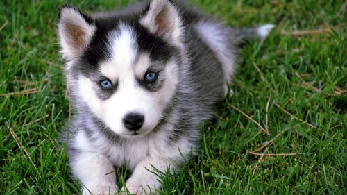 dogs2_0672.jpg