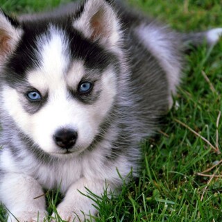 dogs2_0672