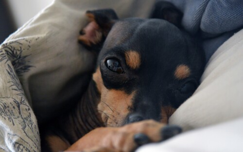 dogs2_0674.jpg