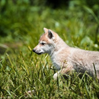 dogs2_0679
