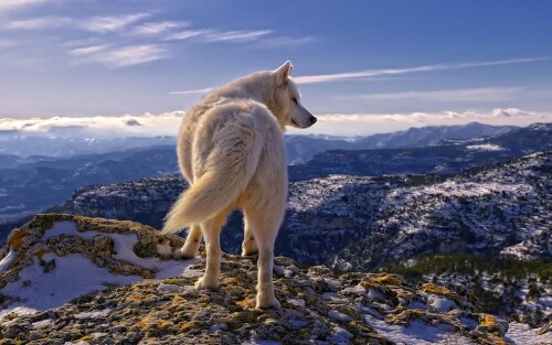 dogs2_0686.jpg