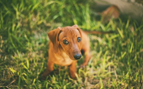 dogs2_0688.jpg