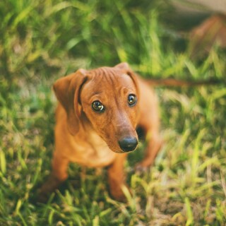 dogs2_0688