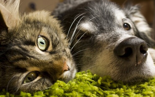 dogs2_0689.jpg