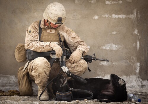 dogs2_0690.jpg