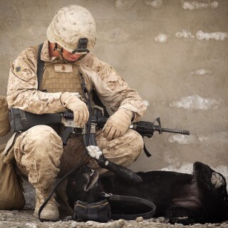 dogs2_0690