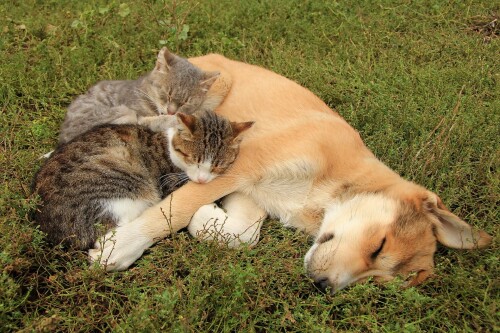 dogs2_0694.jpg