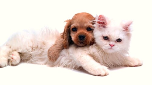 dogs2_0702.jpg