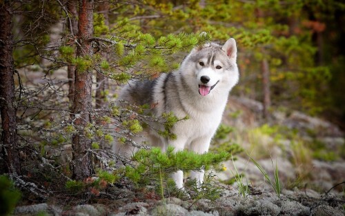 dogs2_0703.jpg
