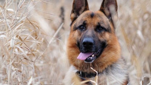 dogs2_0704.jpg