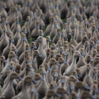 birds1_0006