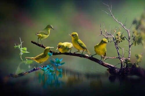 birds1 0011