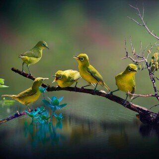 birds1_0011