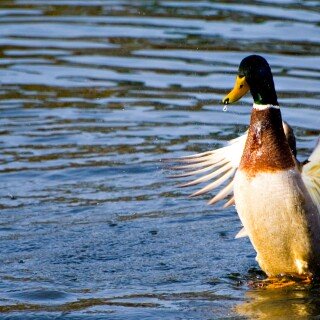 birds1_0016