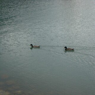 birds1_0018