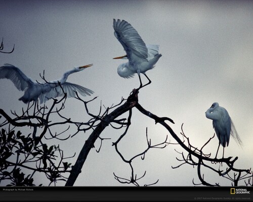 birds1_0025.jpg