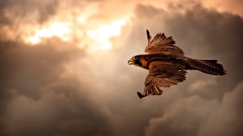 birds1_0027.jpg