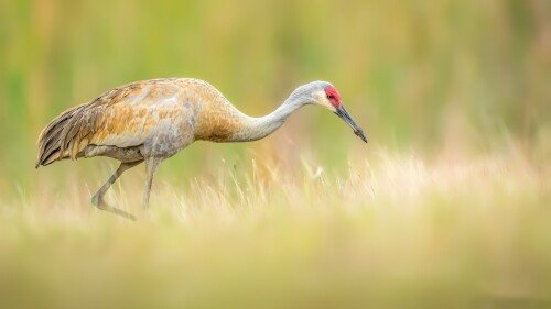 birds1 0034