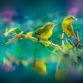 birds1_0051