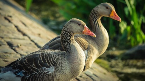 birds1 0056