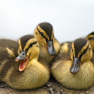 birds1_0057