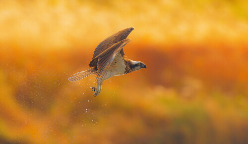 birds1 0059