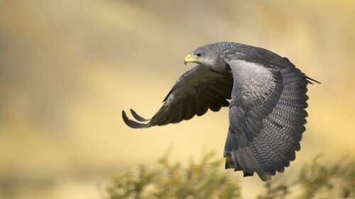 birds1 0066
