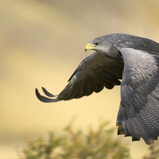 birds1_0066