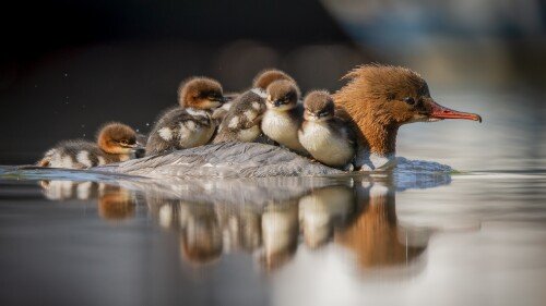 birds1 0090