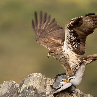 birds1_0092