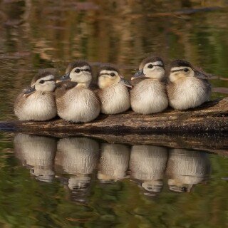 birds1_0095
