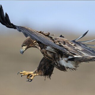 birds1_0107