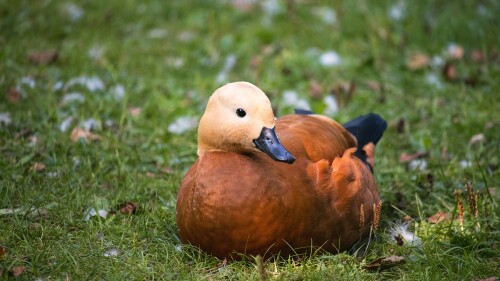 birds1 0113