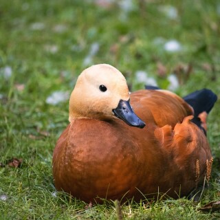 birds1_0113