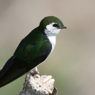 birds1_0126