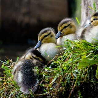 birds1_0136