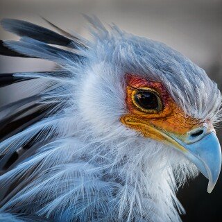 birds1_0151