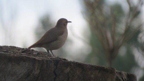birds1 0154