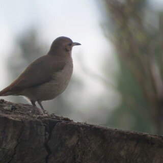 birds1_0154