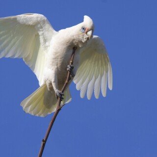 birds1_0162