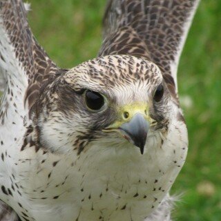 birds1_0167