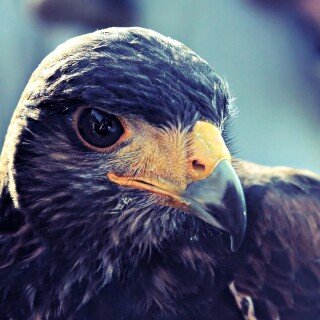 birds1_0170