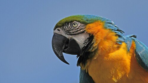 birds1 0183