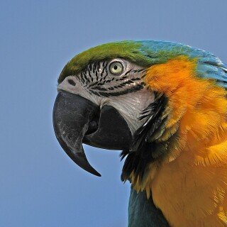 birds1_0183