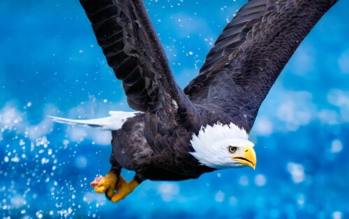 birds1_0187.jpg