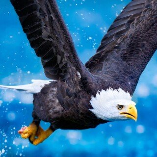 birds1_0187